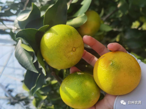 秋季柑橘管理—采收前主要病蟲害的防治